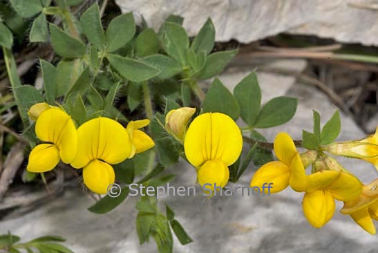 Lotus corniculatus graphic